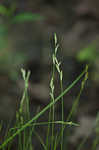 Bome-like sedge